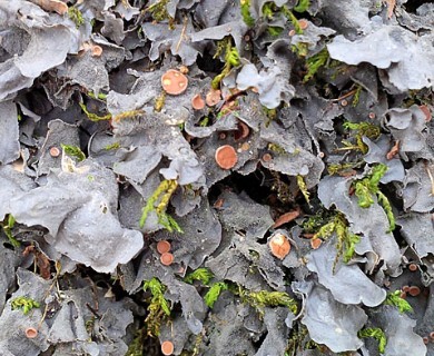 Leptogium cyanescens