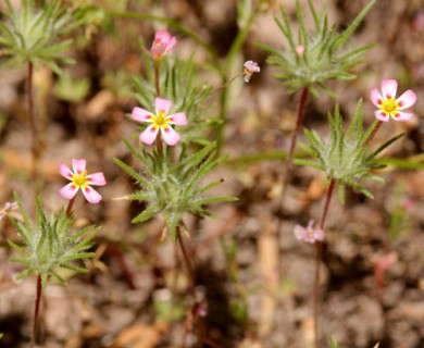 Leptosiphon ciliatus