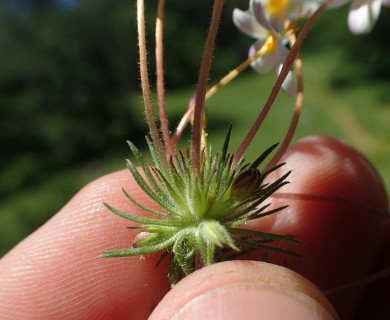 Leptosiphon parviflorus