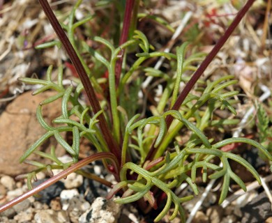 Leptosyne bigelovii