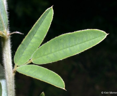 Lespedeza capitata