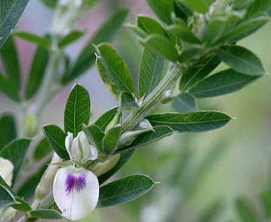 Lespedeza cuneata