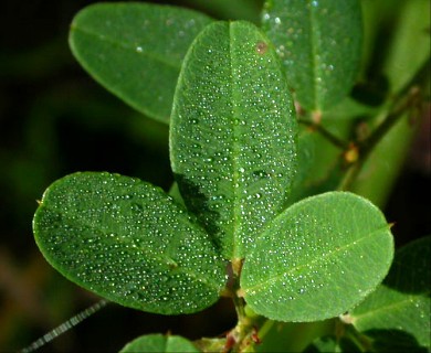 Lespedeza frutescens