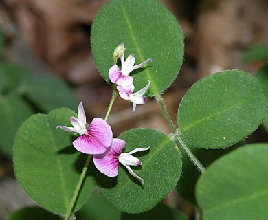 Lespedeza procumbens