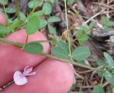 Lespedeza repens