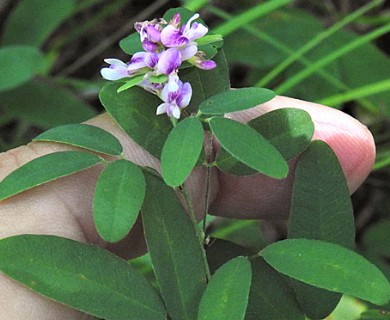 Lespedeza violacea