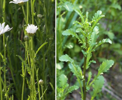 Leucanthemum vulgare