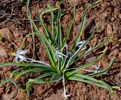 Leucocrinum montanum