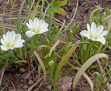 Lewisia nevadensis