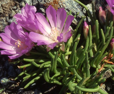 Lewisia rediviva