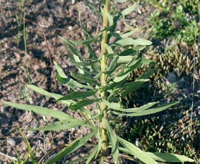 Liatris aspera