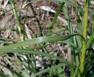 Liatris cylindracea