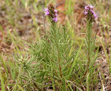 Liatris punctata