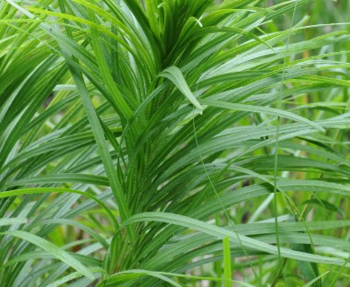 Liatris pycnostachya