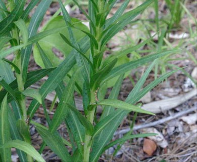 Liatris spicata