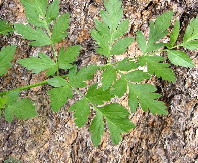 Ligusticum grayi