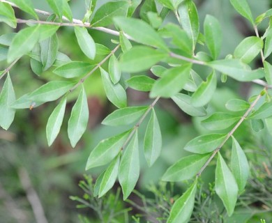 Ligustrum quihoui