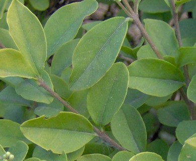 Ligustrum sinense