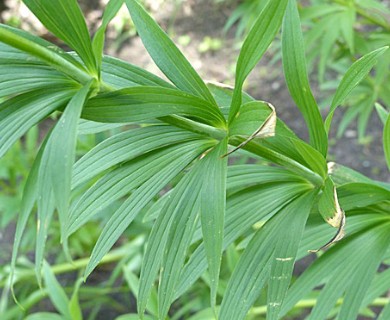 Lilium canadense