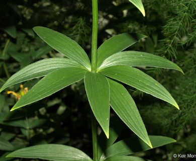 Lilium michiganense