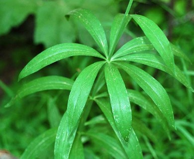 Lilium pardalinum