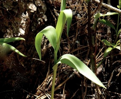 Lilium parvum