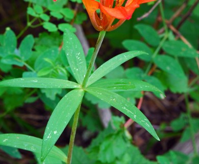 Lilium philadelphicum