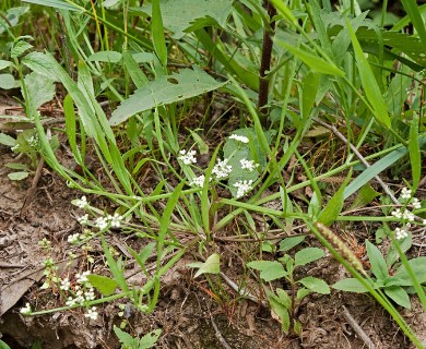 Limnosciadium pumilum