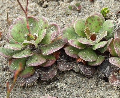 Limonium duriusculum