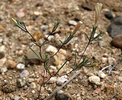 Linanthus dichotomus