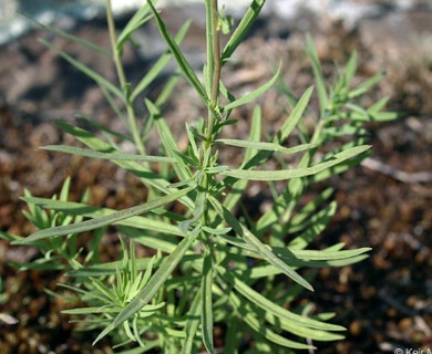 Linaria vulgaris