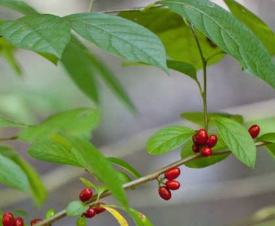 Lindera benzoin