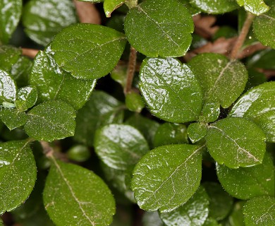 Linnaea borealis