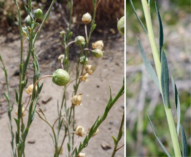 Linum lewisii