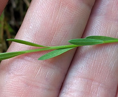 Linum sulcatum