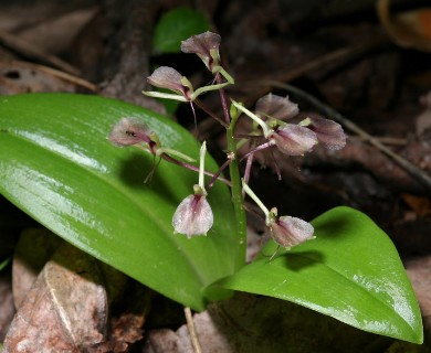 Liparis liliifolia