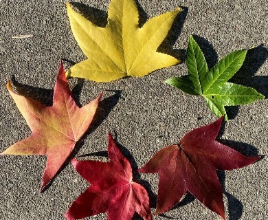 Liquidambar styraciflua