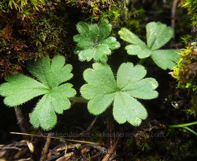 Lithophragma glabrum