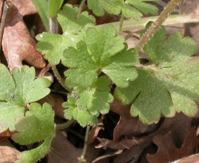 Lithophragma parviflorum