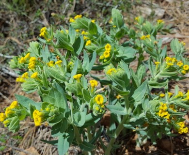 Lithospermum californicum