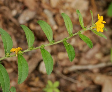 Lithospermum canescens