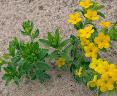 Lithospermum caroliniense