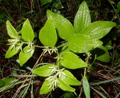 Lithospermum helleri