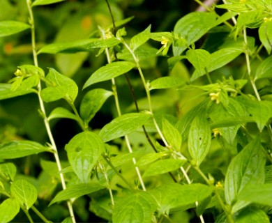 Lithospermum latifolium