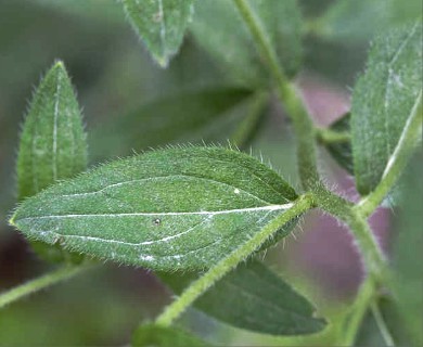 Lithospermum virginianum