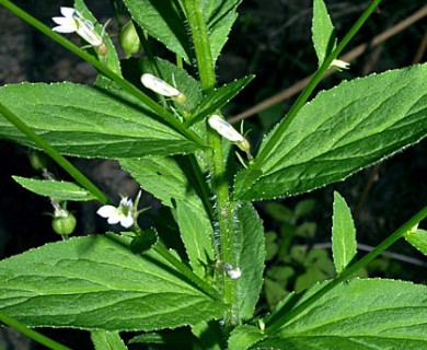 Lobelia inflata