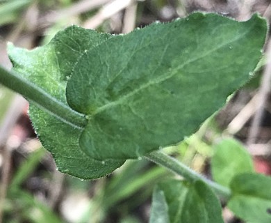 Lobelia puberula