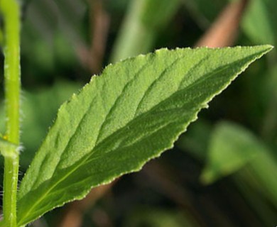 Lobelia siphilitica