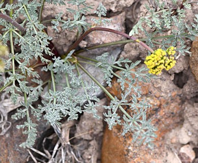 Lomatium austiniae
