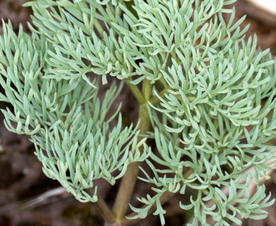 Lomatium columbianum